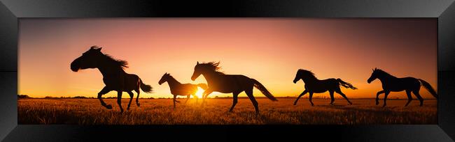 silhouette of wild horses running Framed Print by Guido Parmiggiani