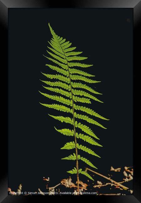Whispering Ferns: A Microcosm Unveiled Framed Print by Simon Johnson