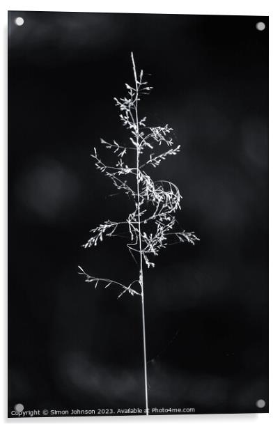 sunlit grass Acrylic by Simon Johnson