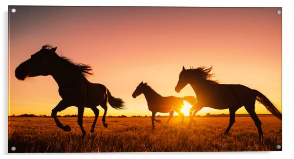 silhouette of wild horses running Acrylic by Guido Parmiggiani