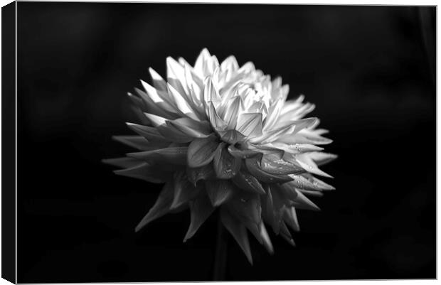 Dahlia Towards The Light Canvas Print by Alison Chambers