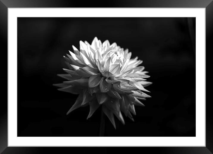 Dahlia Towards The Light Framed Mounted Print by Alison Chambers