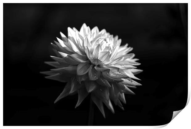 Dahlia Towards The Light Print by Alison Chambers