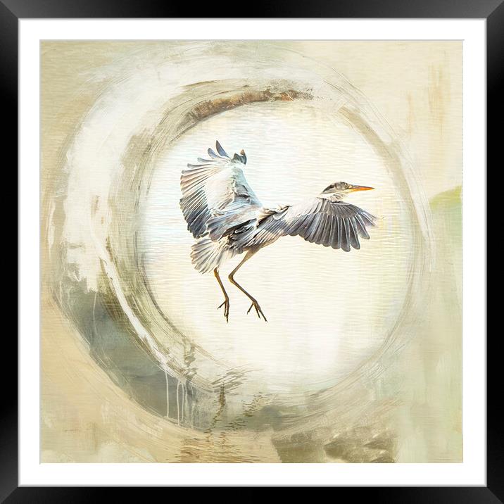 Majestic Grey Heron Fishing Framed Mounted Print by kathy white