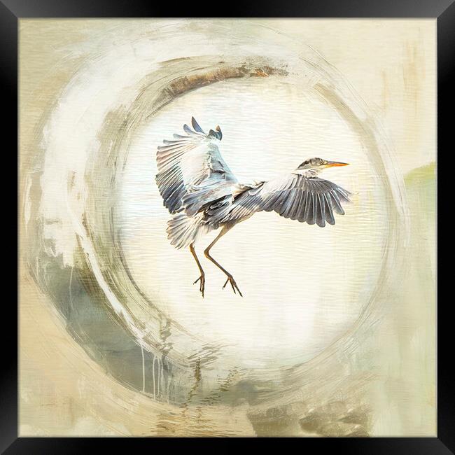 Majestic Grey Heron Fishing Framed Print by kathy white
