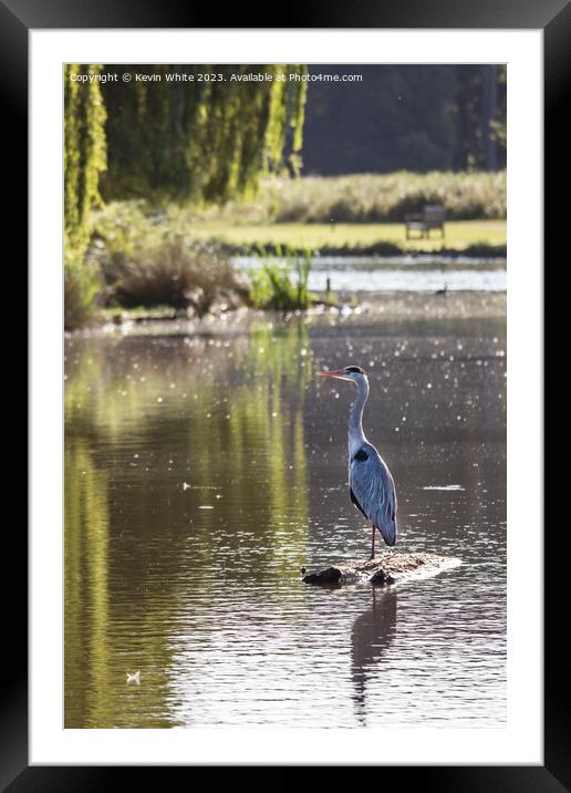 Grey heron standing guard on a log Framed Mounted Print by Kevin White