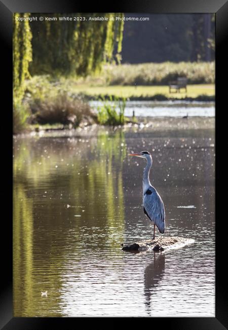 Grey heron standing guard on a log Framed Print by Kevin White