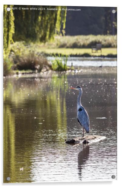 Grey heron standing guard on a log Acrylic by Kevin White
