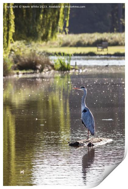 Grey heron standing guard on a log Print by Kevin White
