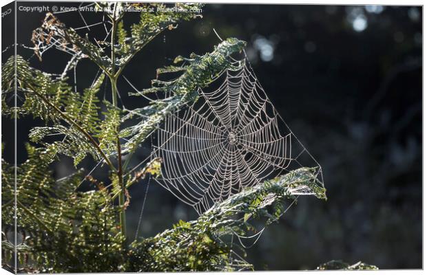 Cobweb in the morning sun Canvas Print by Kevin White