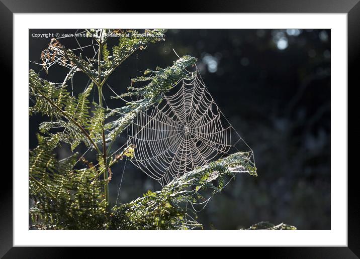 Cobweb in the morning sun Framed Mounted Print by Kevin White