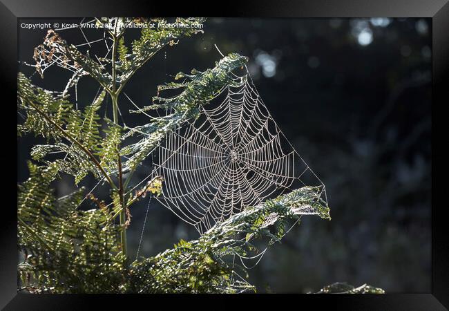 Cobweb in the morning sun Framed Print by Kevin White