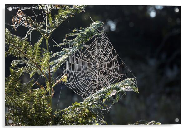 Cobweb in the morning sun Acrylic by Kevin White