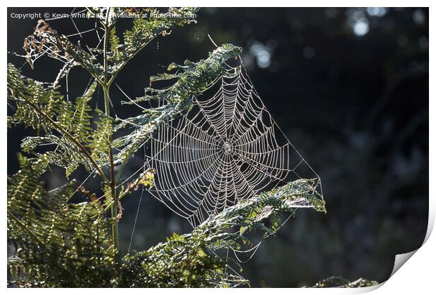 Cobweb in the morning sun Print by Kevin White