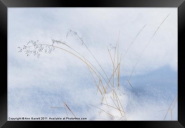 Grass in the Snow Framed Print by Ann Garrett