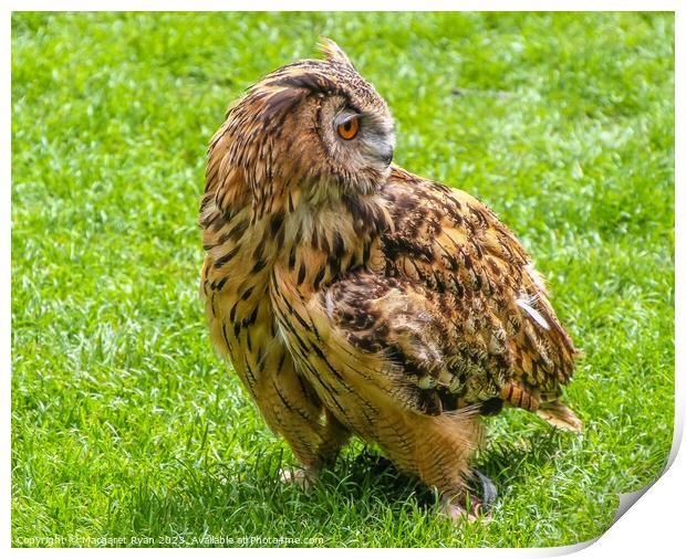 Long-eared Owl Print by Margaret Ryan