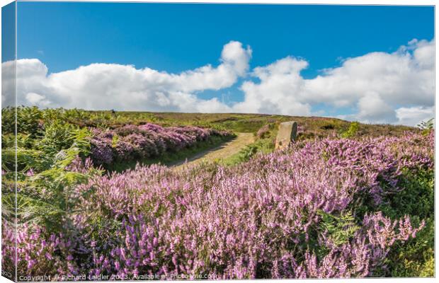 Flowering Heather on Barningham Moor (2) Canvas Print by Richard Laidler