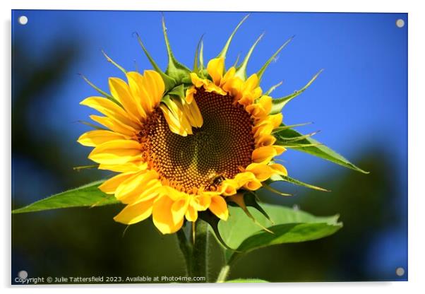 Unique sunflower Acrylic by Julie Tattersfield