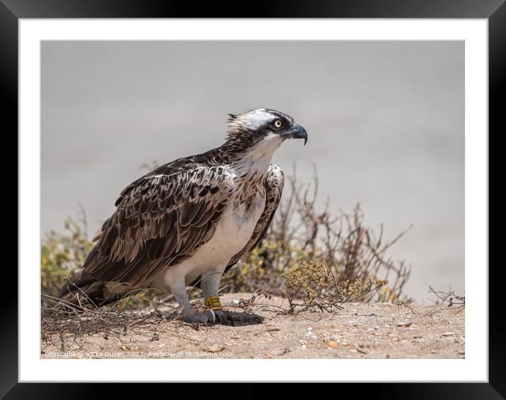 A Osprey standing on the sand, Cape Verde Framed Mounted Print by Vicky Outen