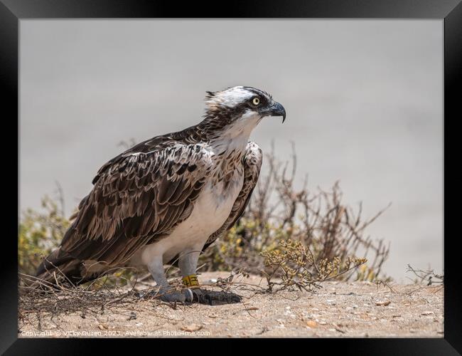 A Osprey standing on the sand, Cape Verde Framed Print by Vicky Outen