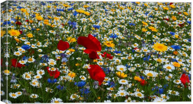 Wild flowers Canvas Print by Kevin Britland