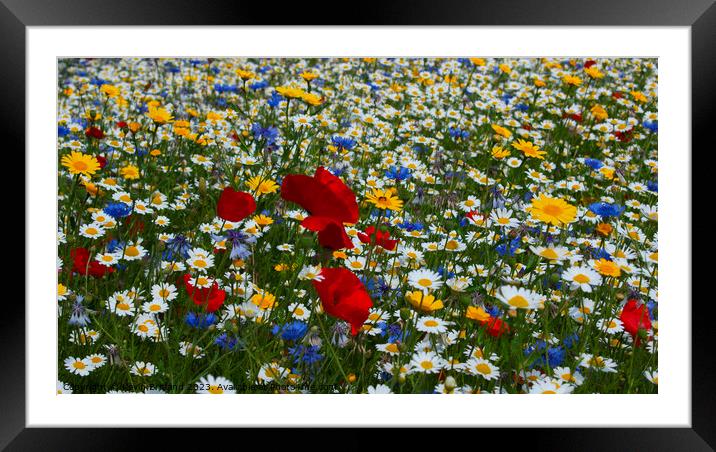 Wild flowers Framed Mounted Print by Kevin Britland