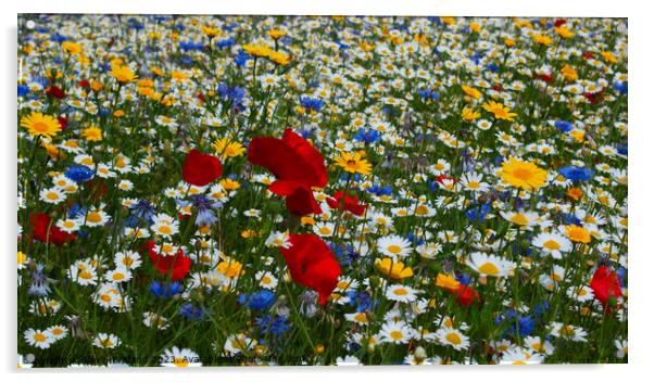 Wild flowers Acrylic by Kevin Britland