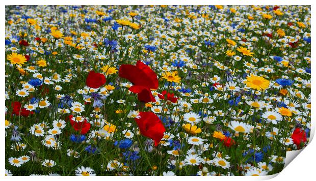 Wild flowers Print by Kevin Britland