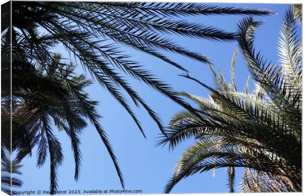 Palms at Tioute oasis, Morocco 1  Canvas Print by Paul Boizot