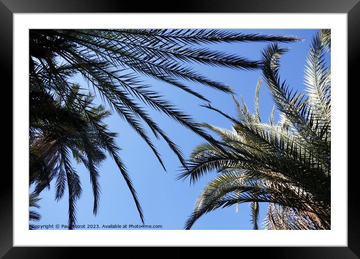 Palms at Tioute oasis, Morocco 1  Framed Mounted Print by Paul Boizot