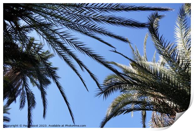 Palms at Tioute oasis, Morocco 1  Print by Paul Boizot