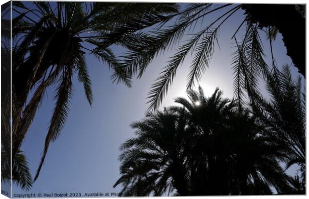 Sun through palms, Tioute oasis 1  Canvas Print by Paul Boizot