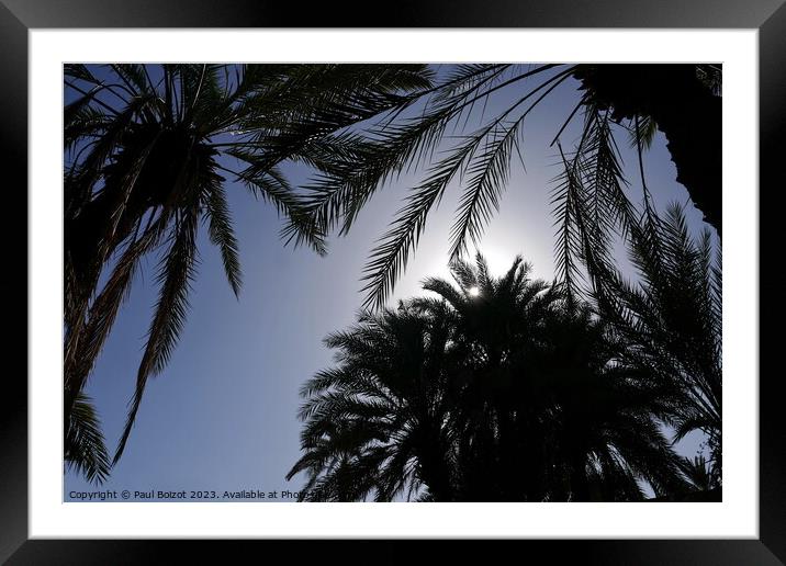 Sun through palms, Tioute oasis 1  Framed Mounted Print by Paul Boizot