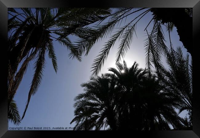 Sun through palms, Tioute oasis 1  Framed Print by Paul Boizot