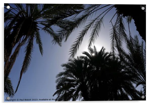 Sun through palms, Tioute oasis 1  Acrylic by Paul Boizot
