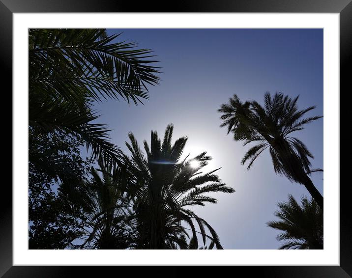 Sun through palms, Tioute oasis  2 Framed Mounted Print by Paul Boizot