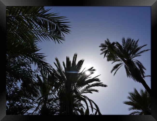 Sun through palms, Tioute oasis  2 Framed Print by Paul Boizot