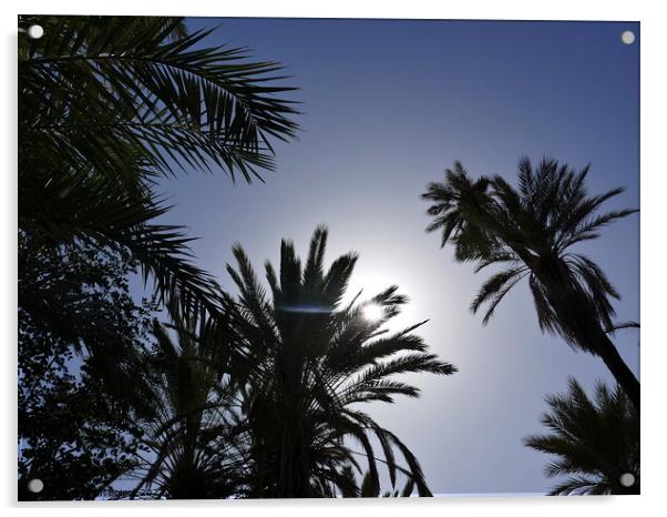 Sun through palms, Tioute oasis  2 Acrylic by Paul Boizot