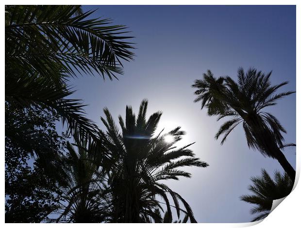 Sun through palms, Tioute oasis  2 Print by Paul Boizot