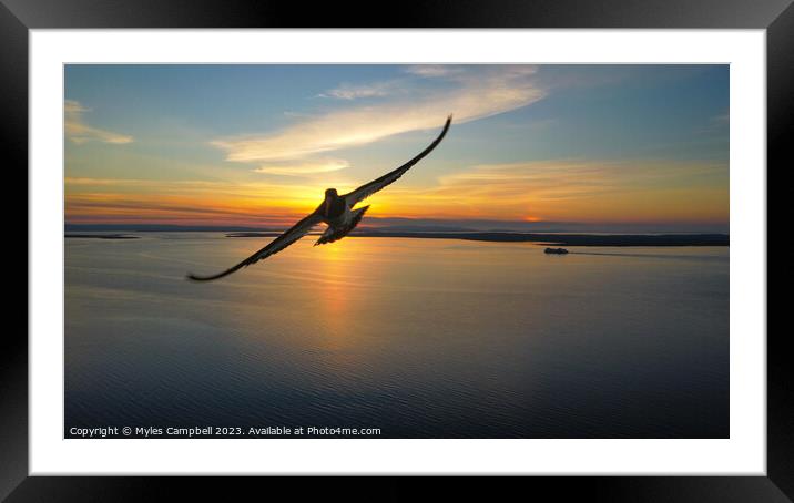Oystercatchering The Sunset Framed Mounted Print by Myles Campbell