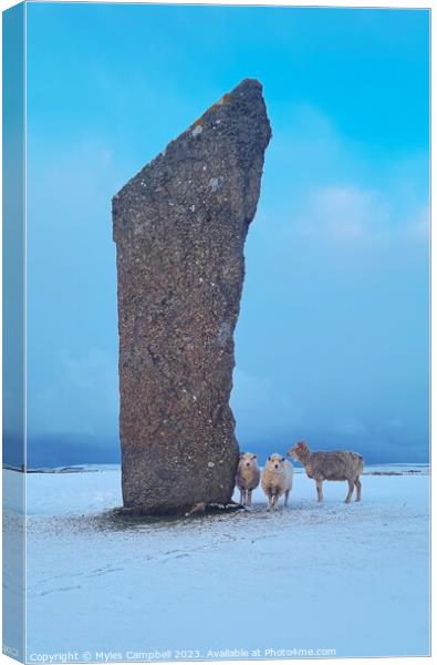 Sheep of the standing stones Canvas Print by Myles Campbell