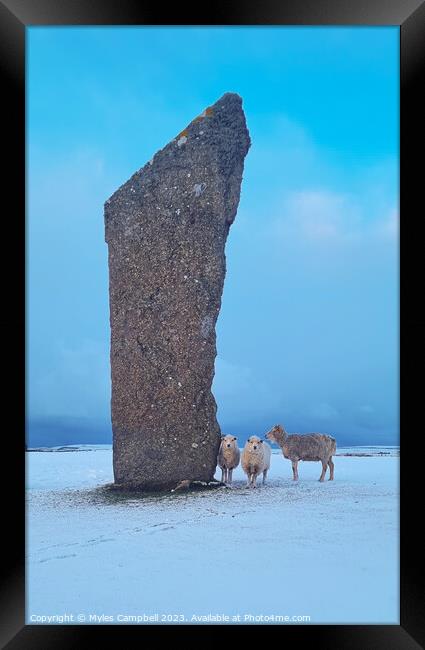 Sheep of the standing stones Framed Print by Myles Campbell