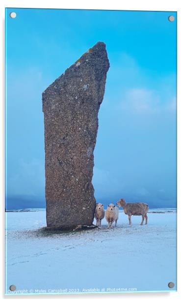 Sheep of the standing stones Acrylic by Myles Campbell