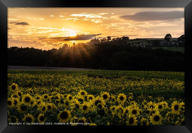 Sunflowers at Sunset Framed Print by Joy Newbould