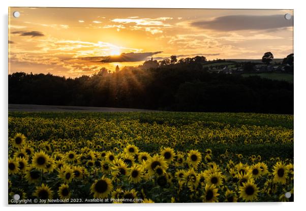 Sunflowers at Sunset Acrylic by Joy Newbould