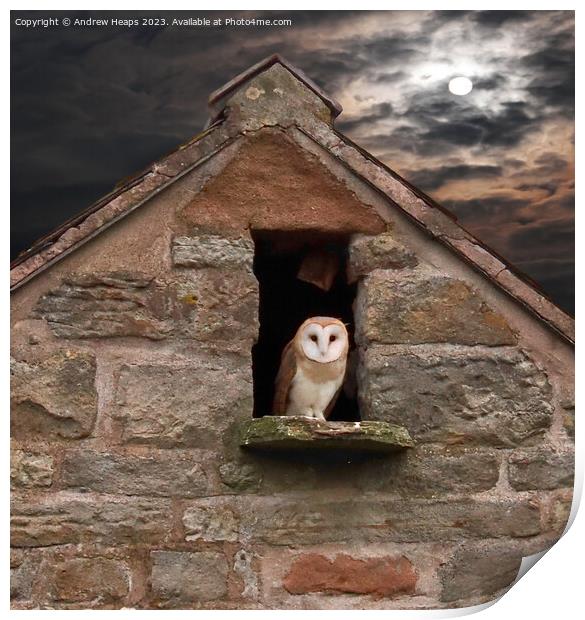 Solitary Barn Owl Illuminated by Moonlight Print by Andrew Heaps