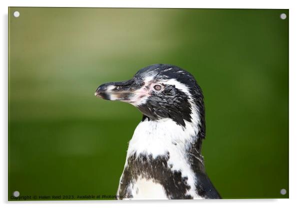 Humboldt Penguin side profile headshot Acrylic by Helen Reid