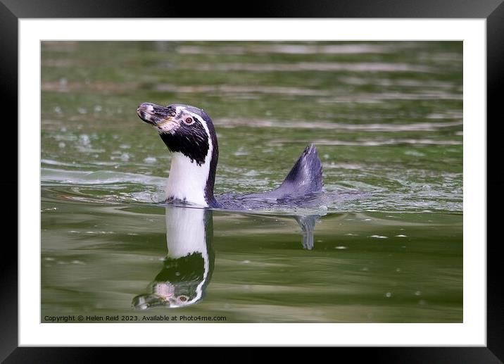 Humboldt Penguin swimming  Framed Mounted Print by Helen Reid