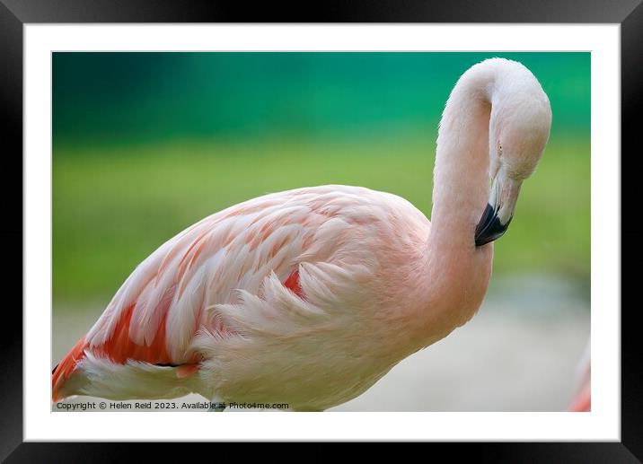 A close up of a pink flamingo Bird Framed Mounted Print by Helen Reid