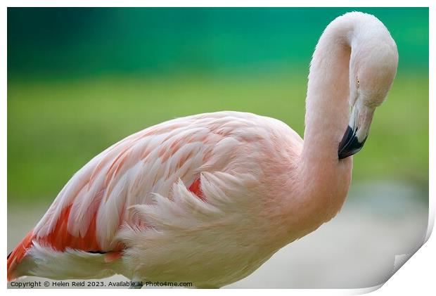 A close up of a pink flamingo Bird Print by Helen Reid